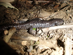 Ambystoma 'unisexual complex'