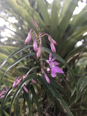 Epidendrum centropetalum