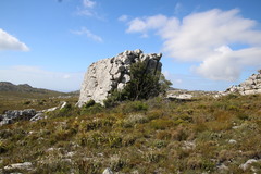 Maytenus acuminata acuminata