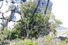 Maytenus acuminata acuminata