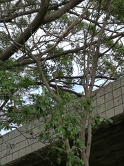 Piranga rubra