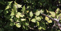 Maytenus acuminata acuminata