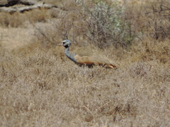 Eupodotis caerulescens