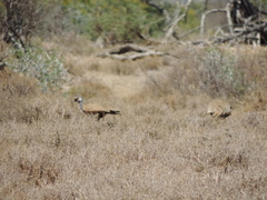 Eupodotis caerulescens