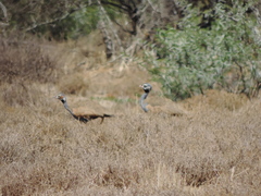 Eupodotis caerulescens