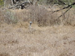 Eupodotis caerulescens