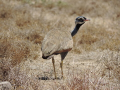Eupodotis caerulescens