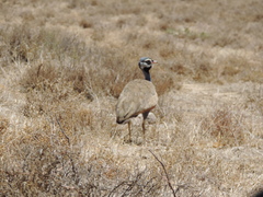 Eupodotis caerulescens