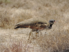 Eupodotis caerulescens