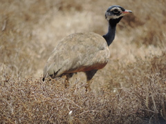 Eupodotis caerulescens