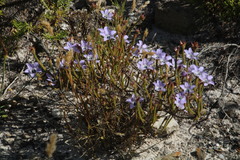 Roella triflora