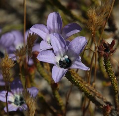 Roella triflora