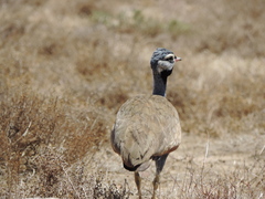 Eupodotis caerulescens