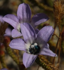 Roella triflora