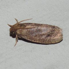 Acrolophus texanella