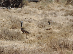 Eupodotis caerulescens