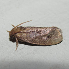 Acrolophus texanella