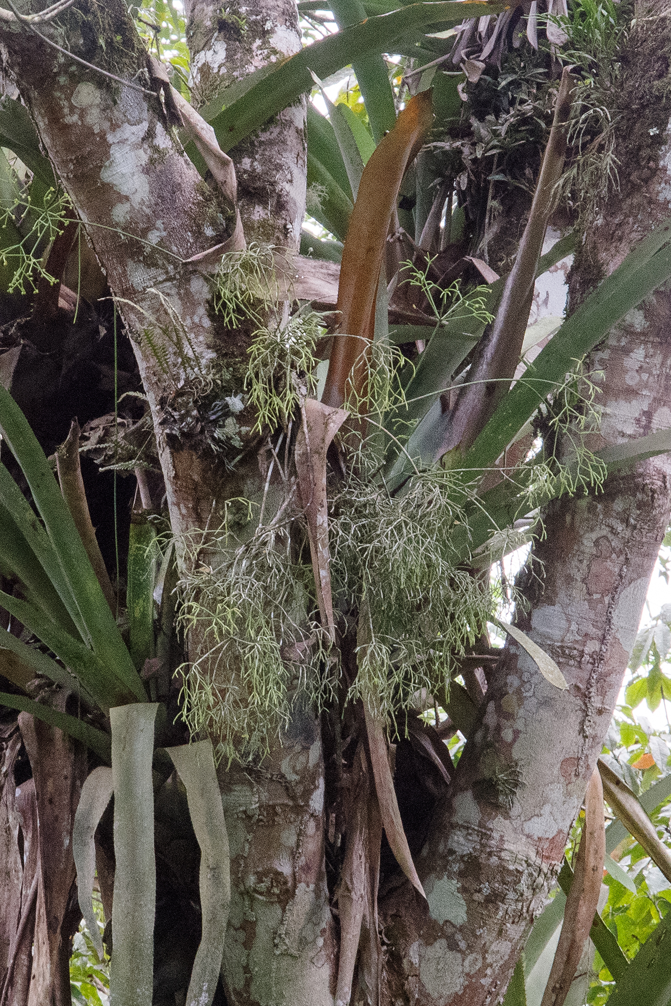 Rhipsalis hileiabaiana