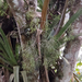 Rhipsalis hileiabaiana - Photo (c) Martin Lowry, algunos derechos reservados (CC BY-NC), subido por Martin Lowry