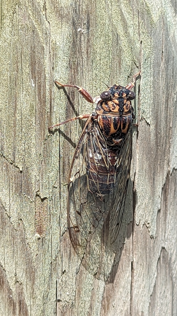 Cicada barbara lusitanica