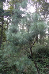 Pinus muricata