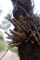 Arceuthobium campylopodum