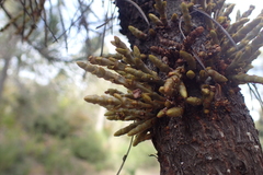 Arceuthobium campylopodum