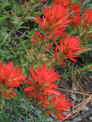 Castilleja applegatei breweri