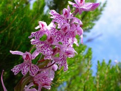 Dactylorhiza saccifera