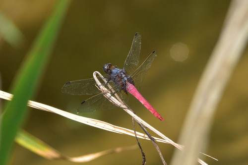 Common Red Skimmer