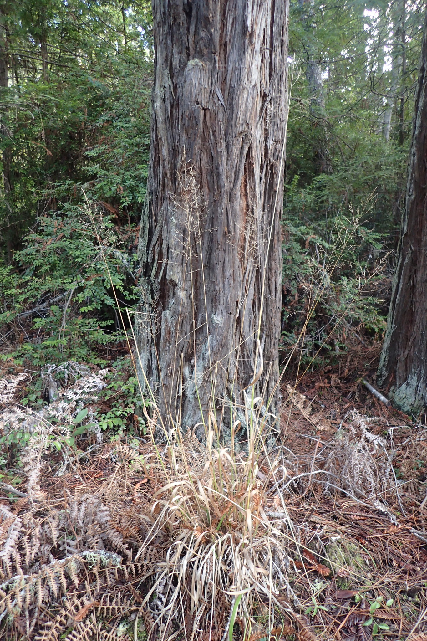 Calamagrostis bolanderi