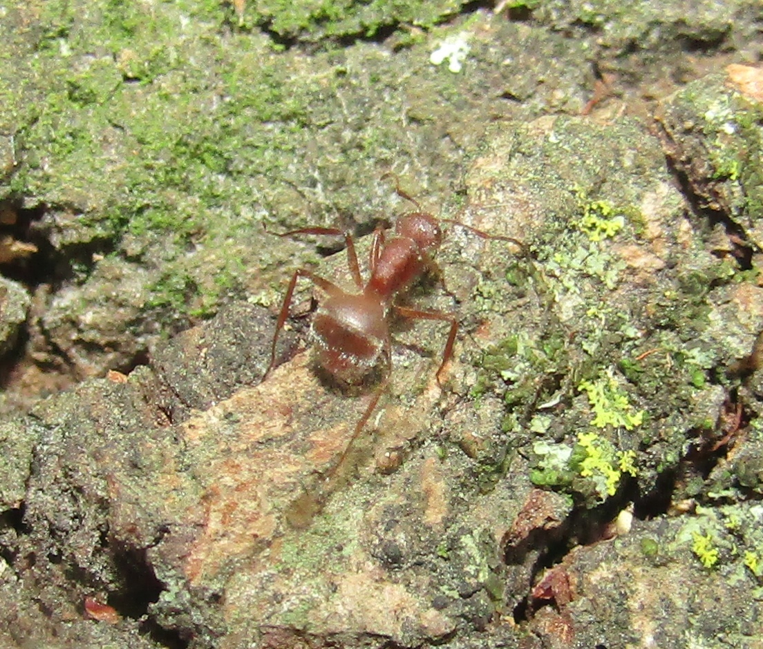 Camponotus formiciformis