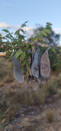 Dalbergia glaucocarpa