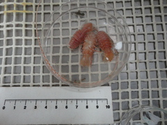 Syscenus infelix