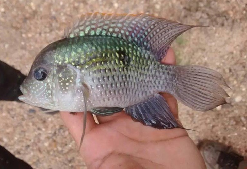 Blue Acara