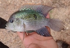 Blue Acara photo 1