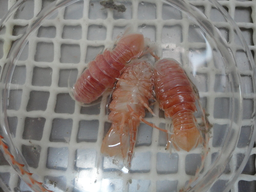 Representative image of Syscenus infelix