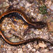 Gold-striped Salamander - Photo (c) Paolo Mazzei, some rights reserved (CC BY-NC), uploaded by Paolo Mazzei
