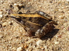 Ptychadena mossambica