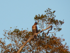 Spizaetus ornatus