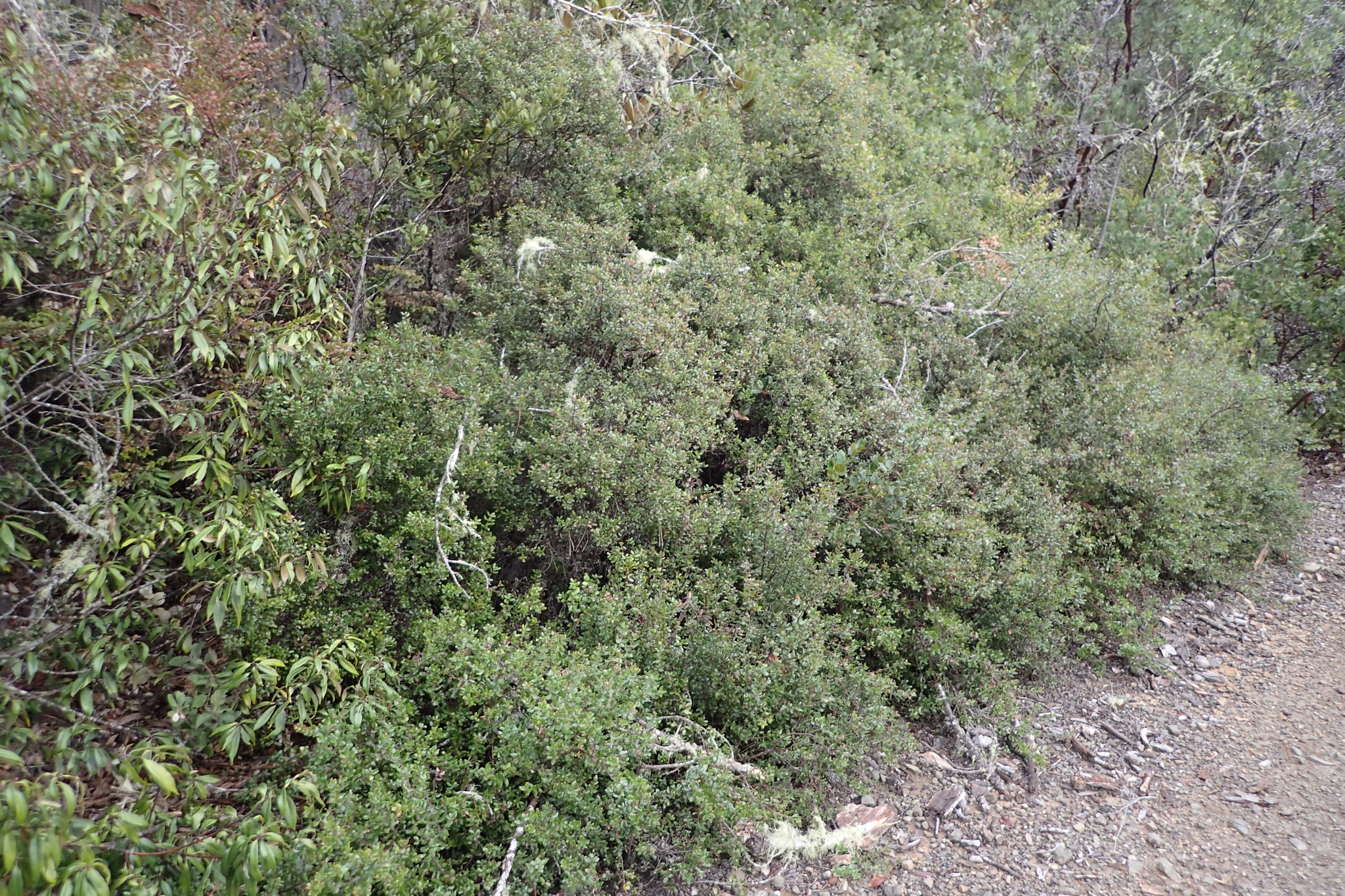 Arctostaphylos nummularia ssp. nummularia