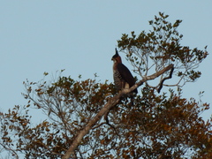 Spizaetus ornatus