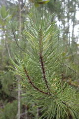 Pinus contorta bolanderi