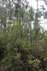 Pinus contorta bolanderi