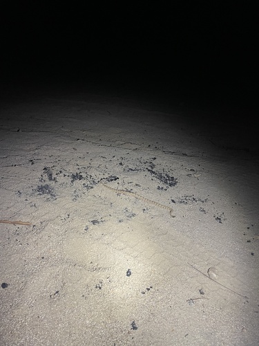 iNaturalist observation photo of Panamint Rattlesnake