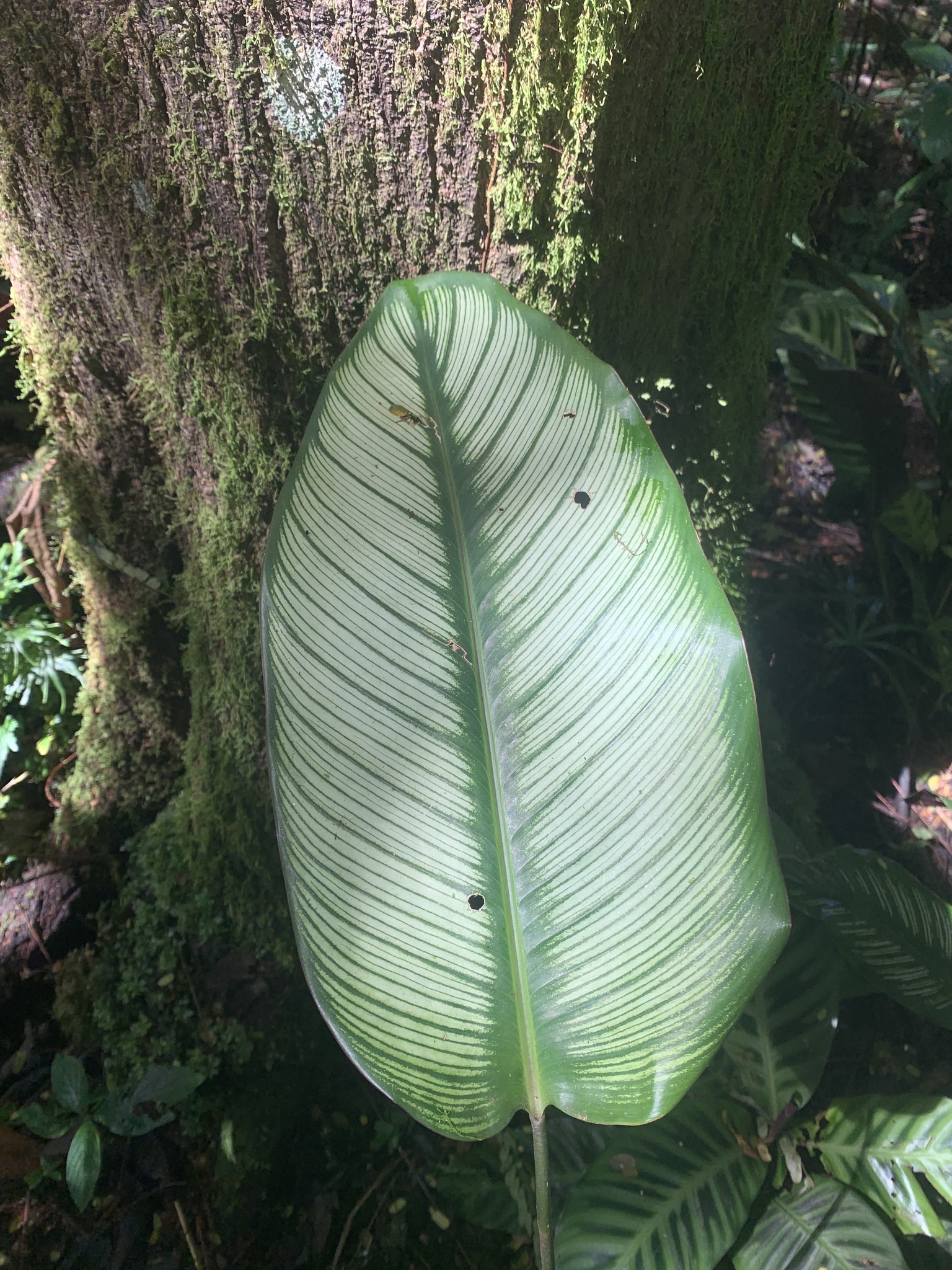 Imagem de Maranta Riscada