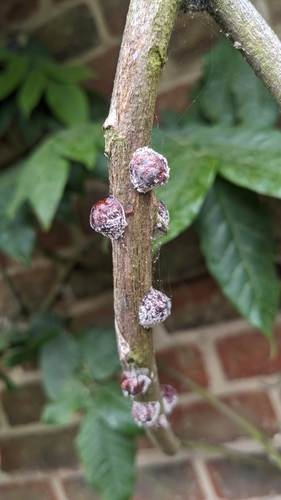 Wisteria Scale