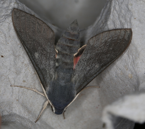 Hyles vespertilio