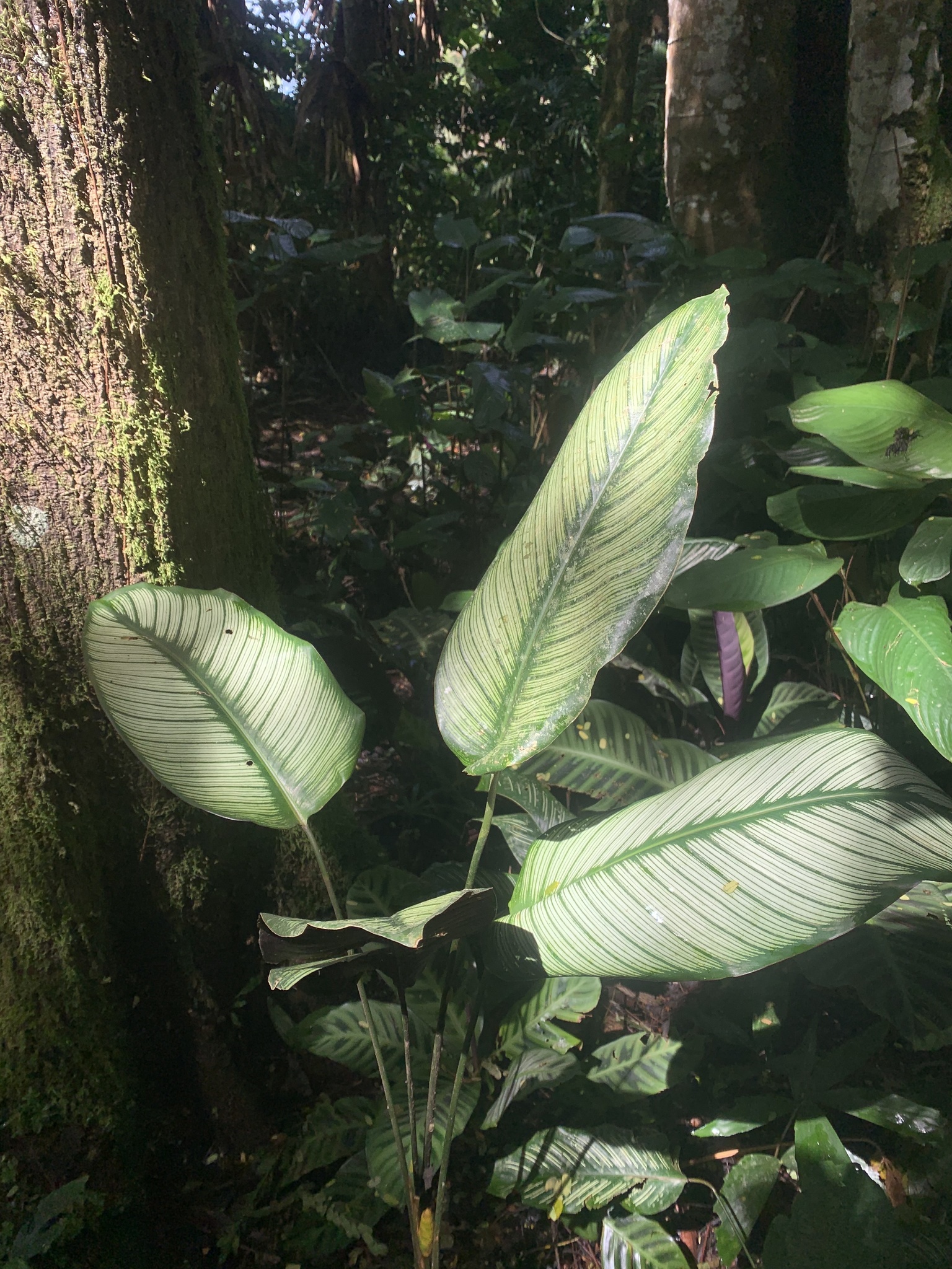 Imagem de Maranta Riscada