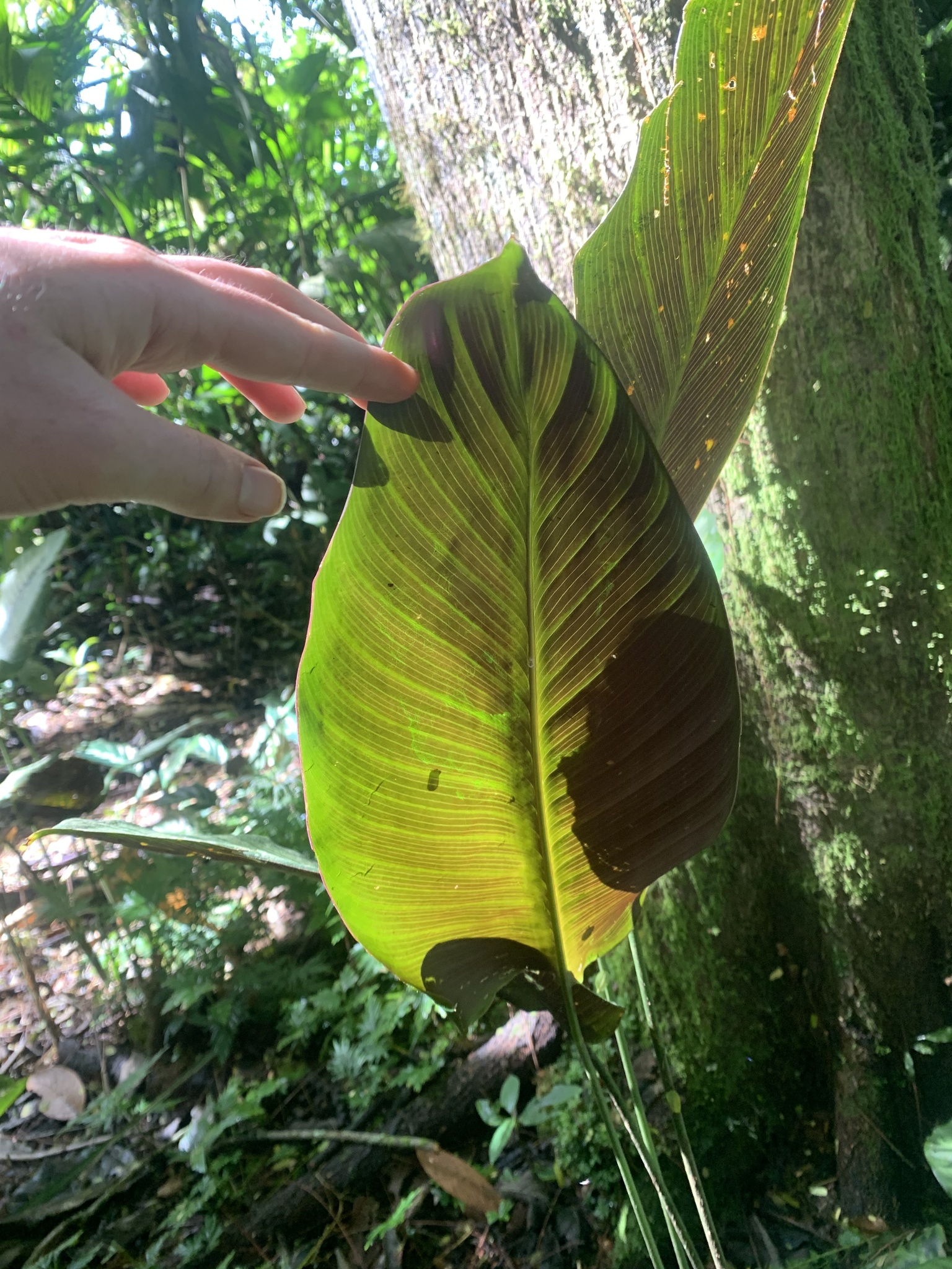 Imagem de Maranta Riscada